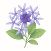 Purple Wreath (Dok Puang Kram)