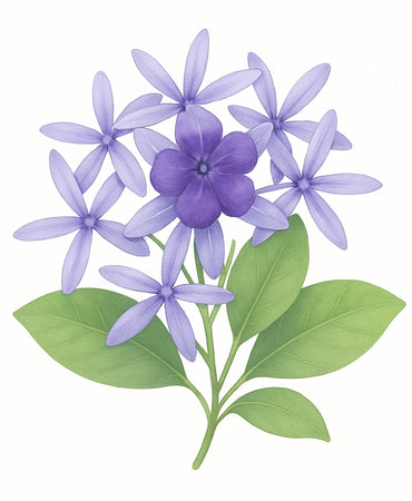 ดอกพวงคราม (Purple Wreath)