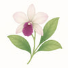 Orchid Flower