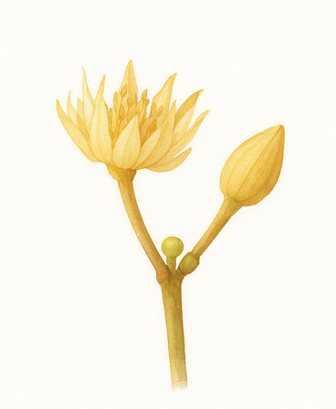 ดอกพิกุล (Bullet wood)