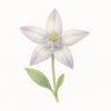 Crown Flower (Dok Ruk)