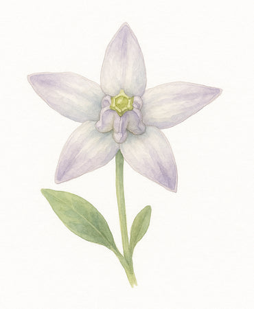 ดอกรัก (Crown Flower)