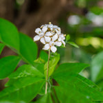 Orange Jasmine Flower Pin | White Enamel & Real Pearl Lapel Pin by Hinkik Jewelry